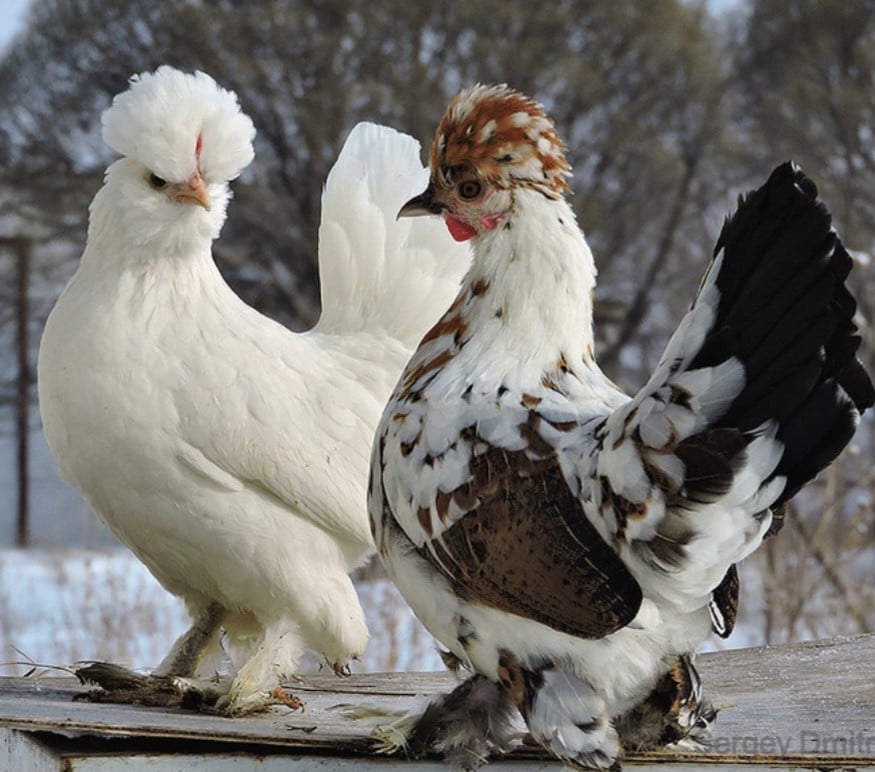 TE KOOP Altai Bantamca kriel hennetjes