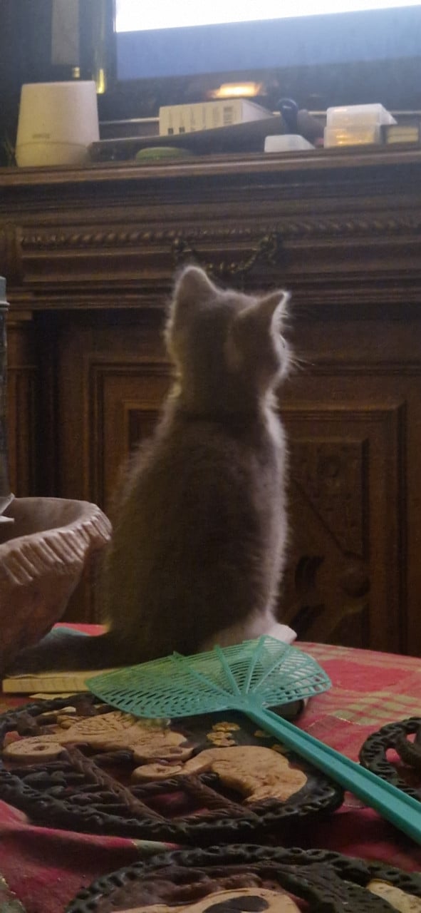 3 Kittens looking for a good home