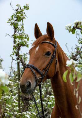 Fanatiek springpaard (merrie)
