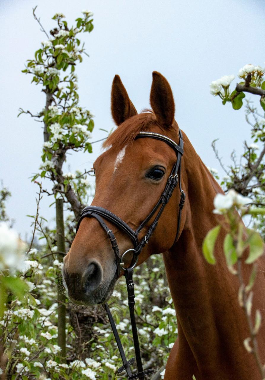 Fanatiek springpaard (merrie)