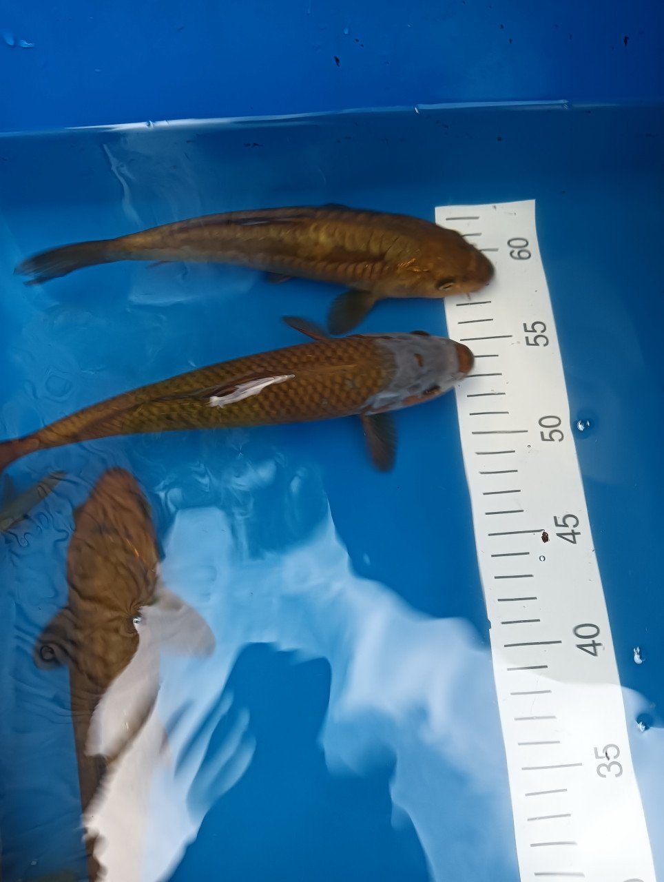 Japanse Koi