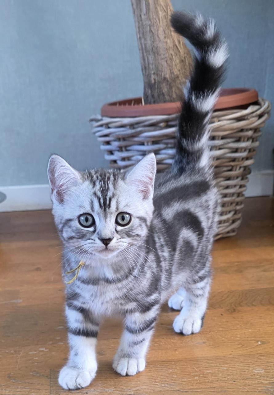 Raszuivere Brits korthaar kittens (Whiskas)