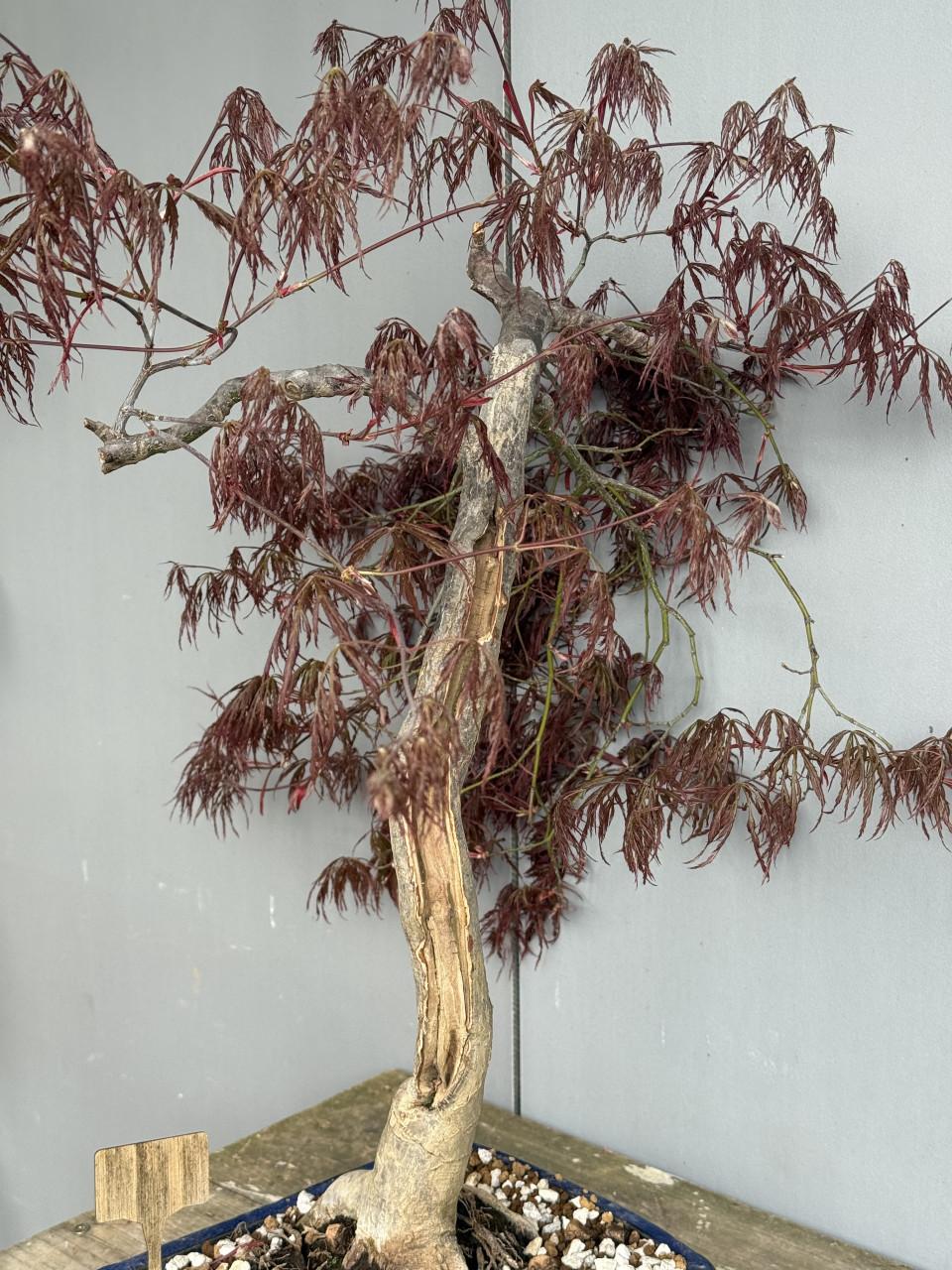 Bonsai acer goodblood treurboom stijl