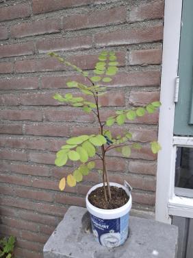 Robinia ( of Valse Acacia)