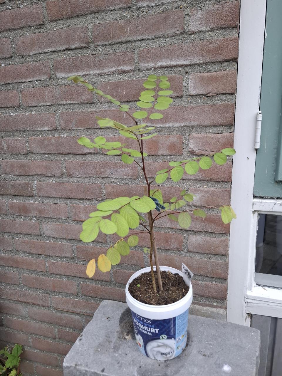 Robinia ( of Valse Acacia)