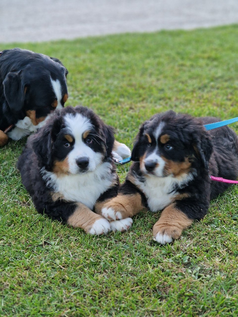 Bernersennen pup (reu)