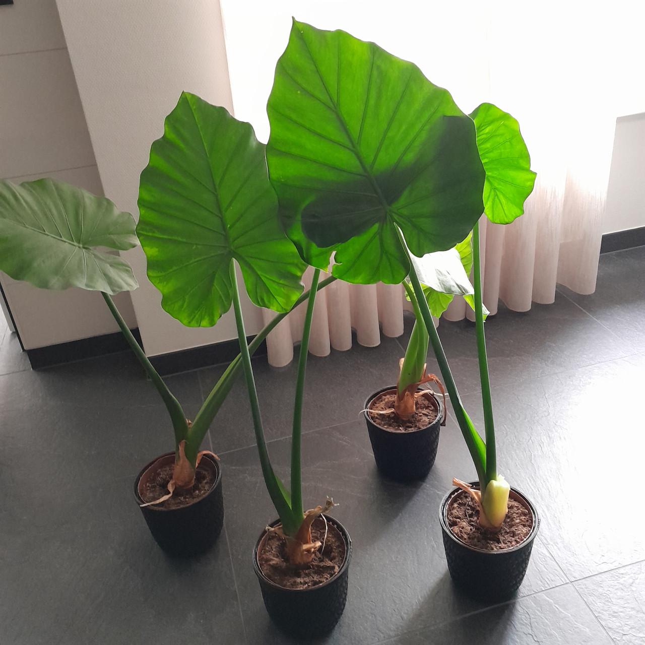 4 Alocasia planten (olifanten plant)