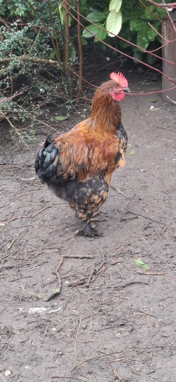 Mooie jonge hanen te koop