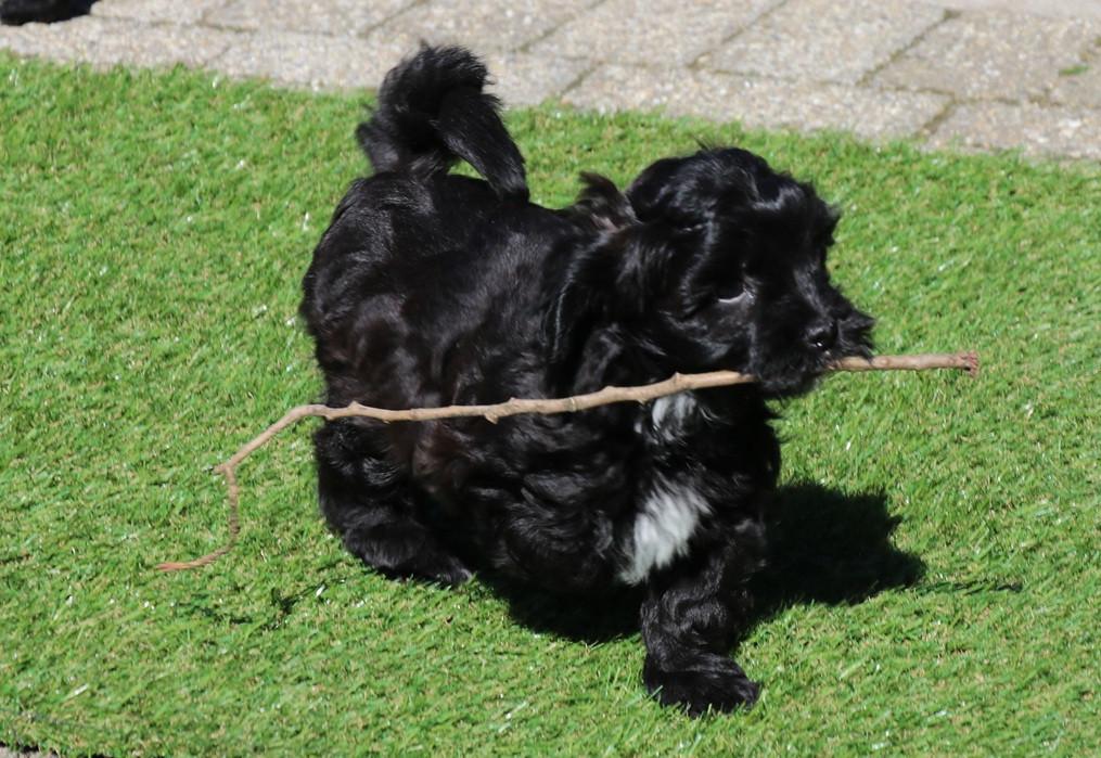 Shihpoo pups mogen het nestje verlaten