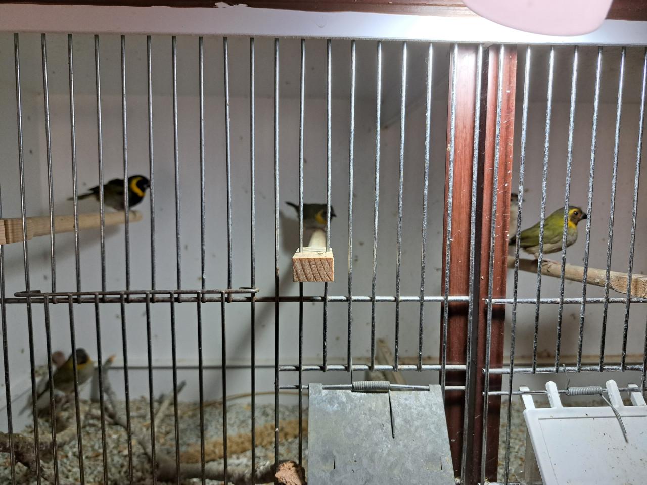 Cubavinkjes en loodbekje