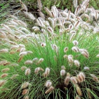 Lampepoetsergras Pennisetum alopecuroides 'Hameln'