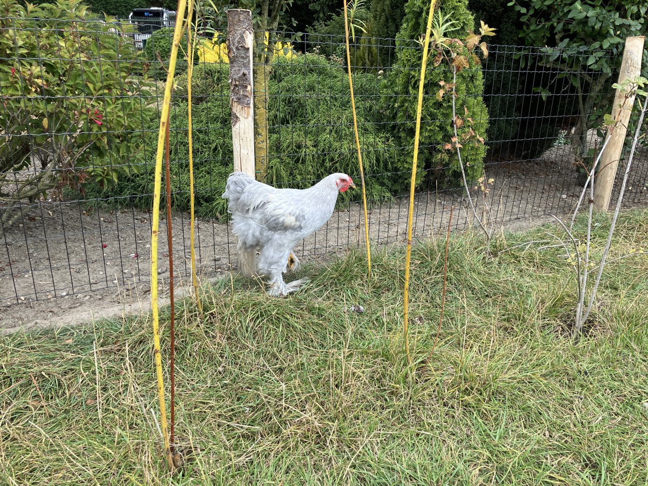 Jonge Brahma hanen