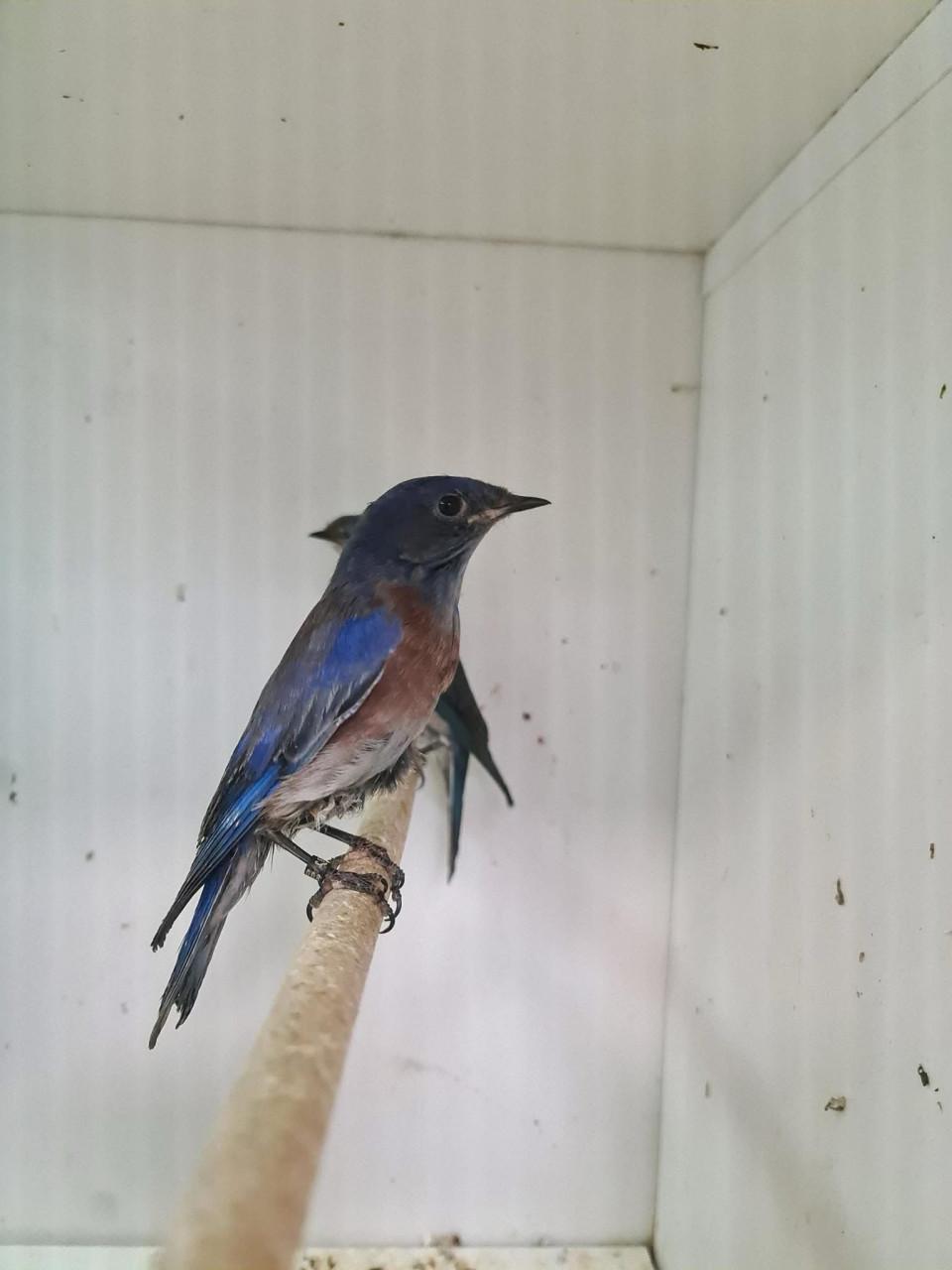 1-1 blauwkeel sialia