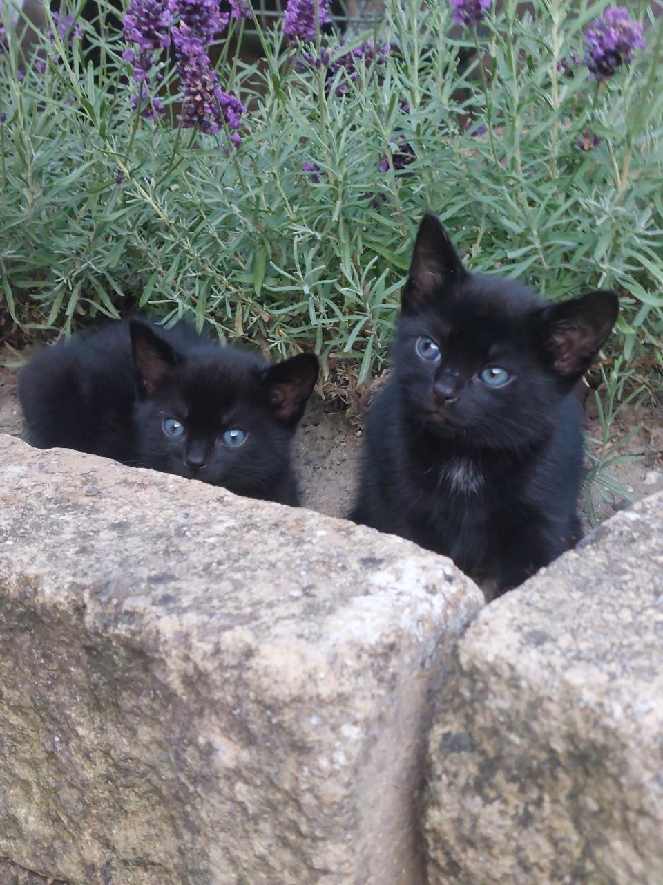 2 zwarte kittens m/v