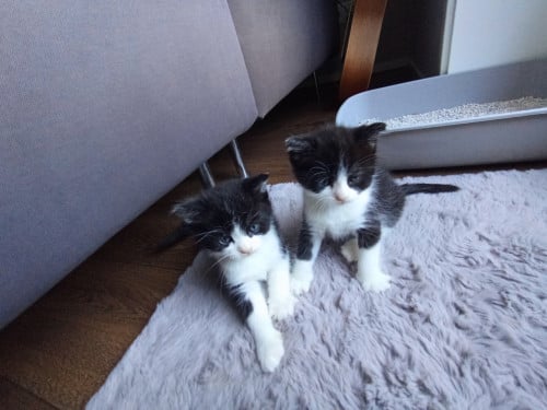 Kittens