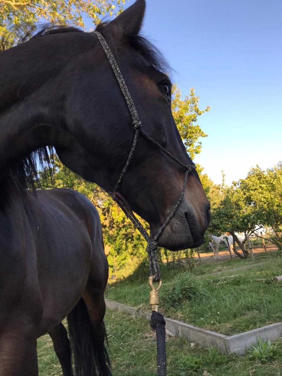 Irish Hunter/Irish Sporthorse ruin te koop