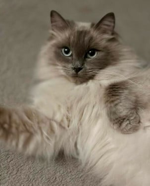 Ragdoll3 jaar