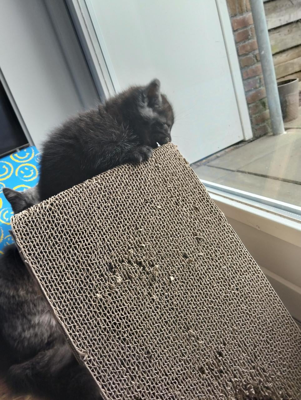 Kitten - mannetje