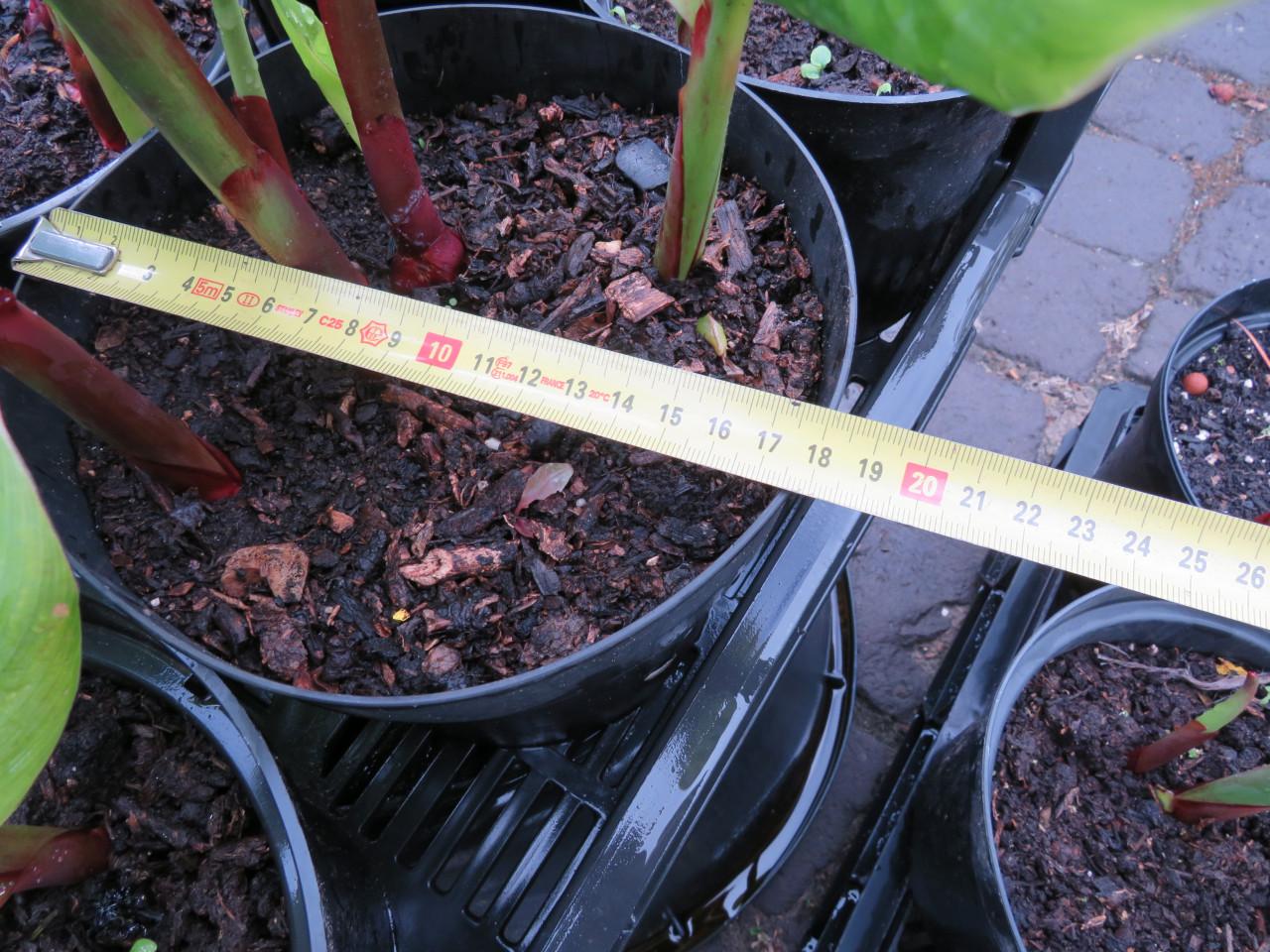 Canna in pot