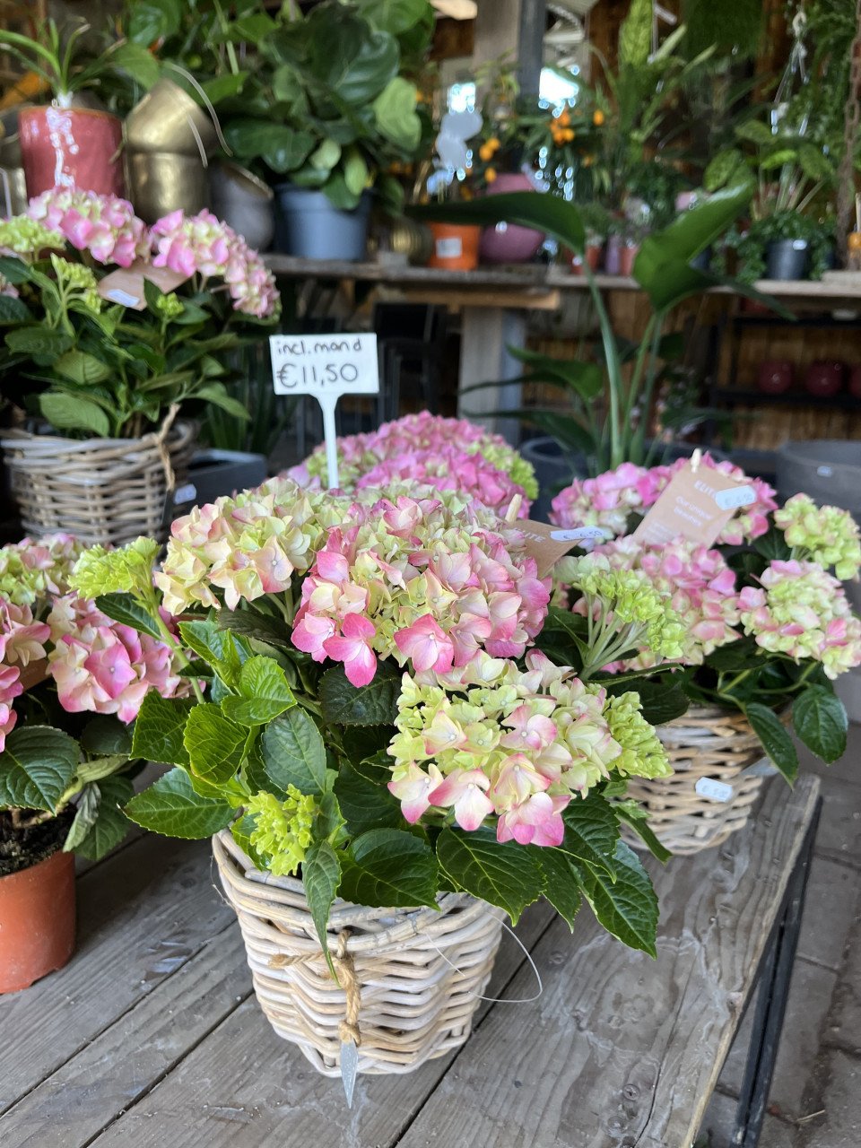 PLANTENKWEKERIJ ‘t GROENE LAND- Moederdagcadeaus