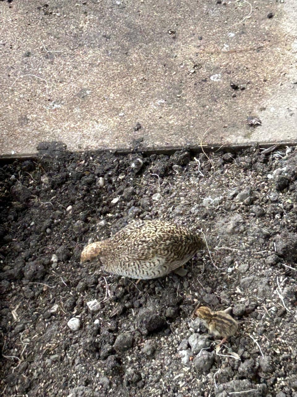 2 zilver kwartels. (denk haantjes )2 hennetjes wildkleur