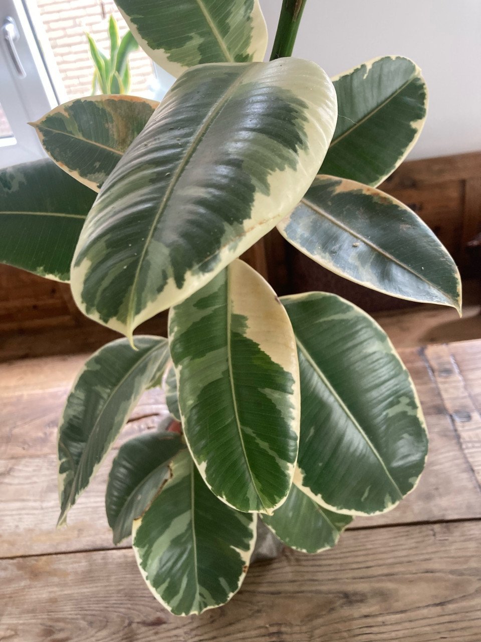 Ficus
