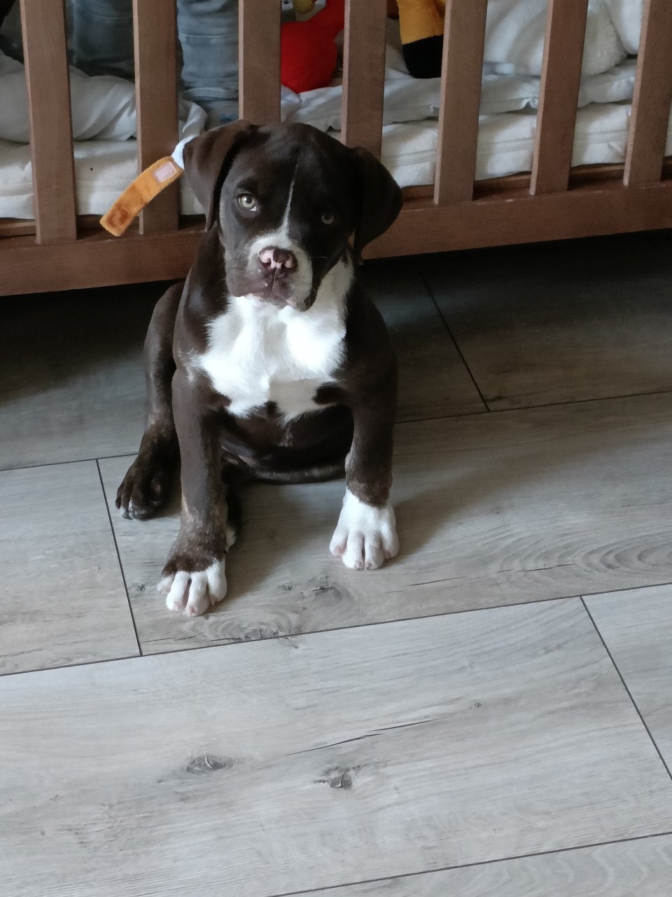 Old English Bulldog pup 15weken