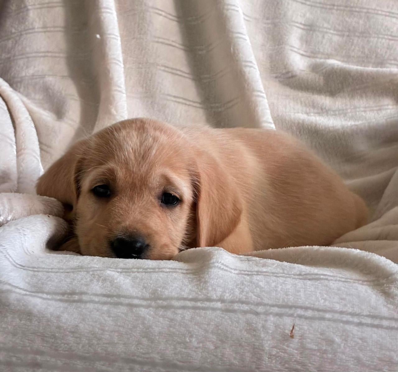 Labradoodle f1 pups beschikbaar