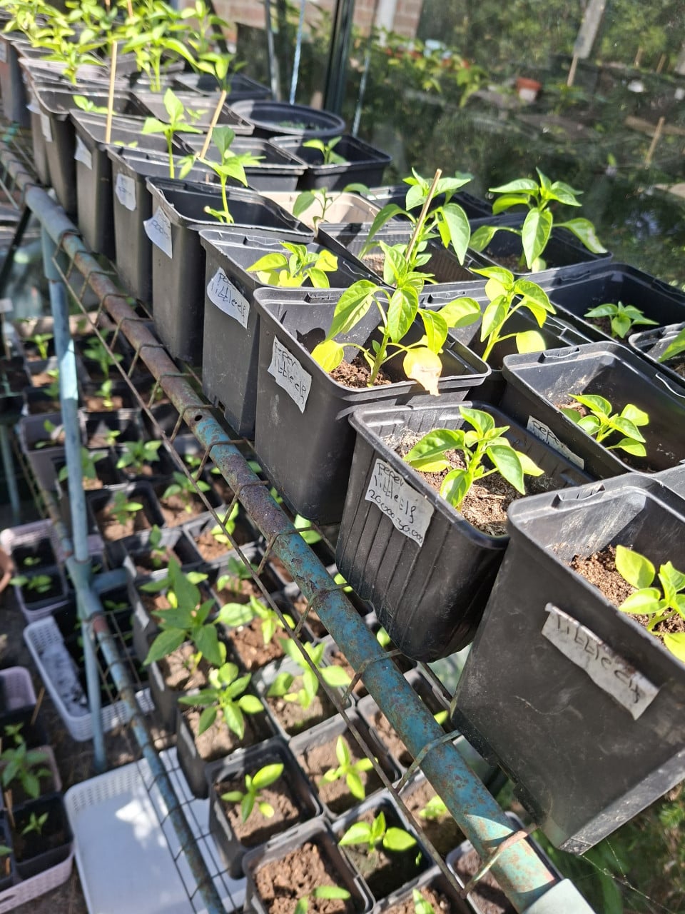 Moestuin Plantjes