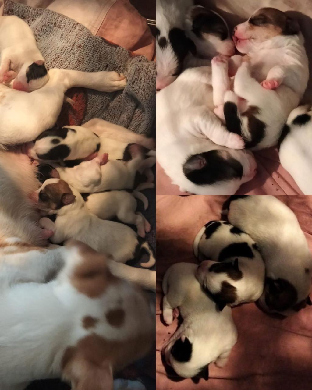 Jack Russel pups teefjes
