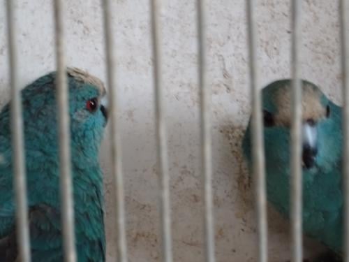 Te koop koppel blauwe kakariki  broedrijp nog niet mee gekweekt !VERKOCHT!