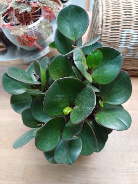 Glazen PLANCHET/PLANK + bevestigingsclips met GRATIS PLANT!