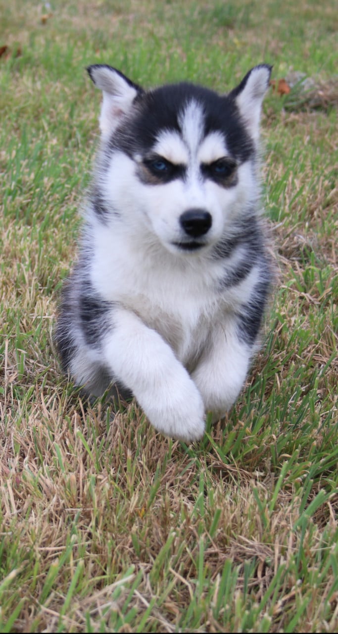 Pomsky Pups blue eyes