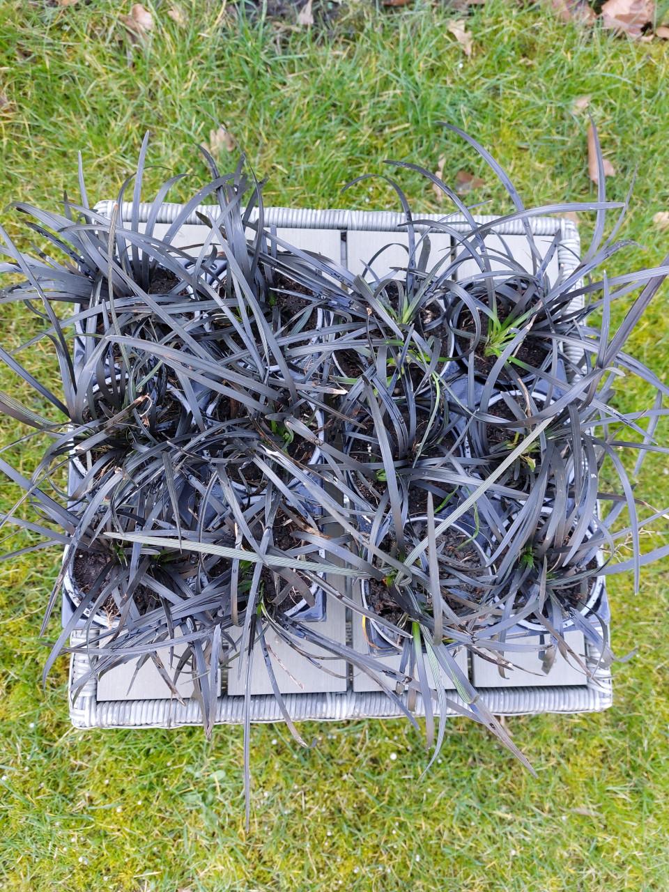 Verschillende  TUINPLANTEN.