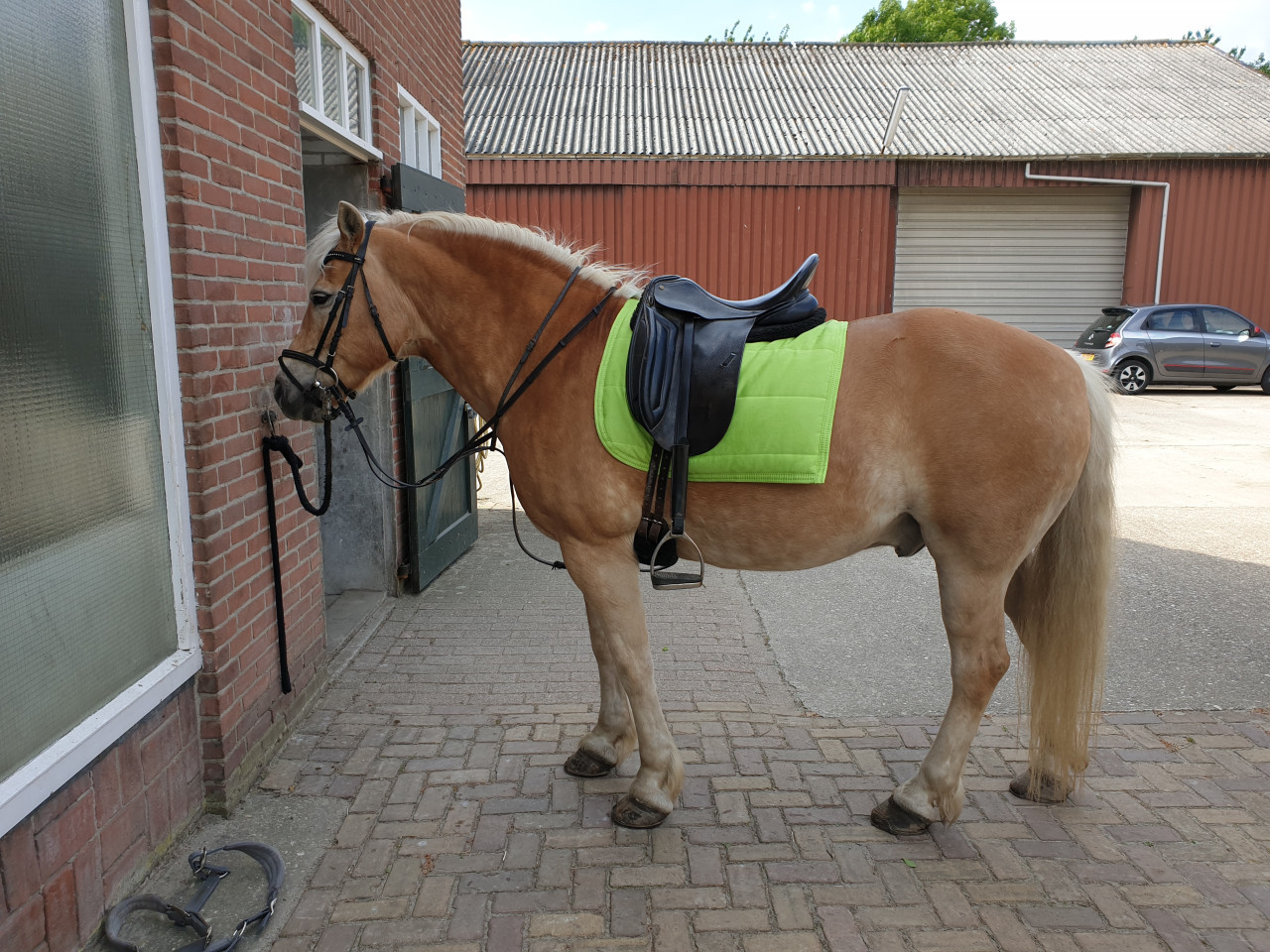 Paard
