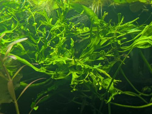 Javavaren Willow (Microsorum windelov)