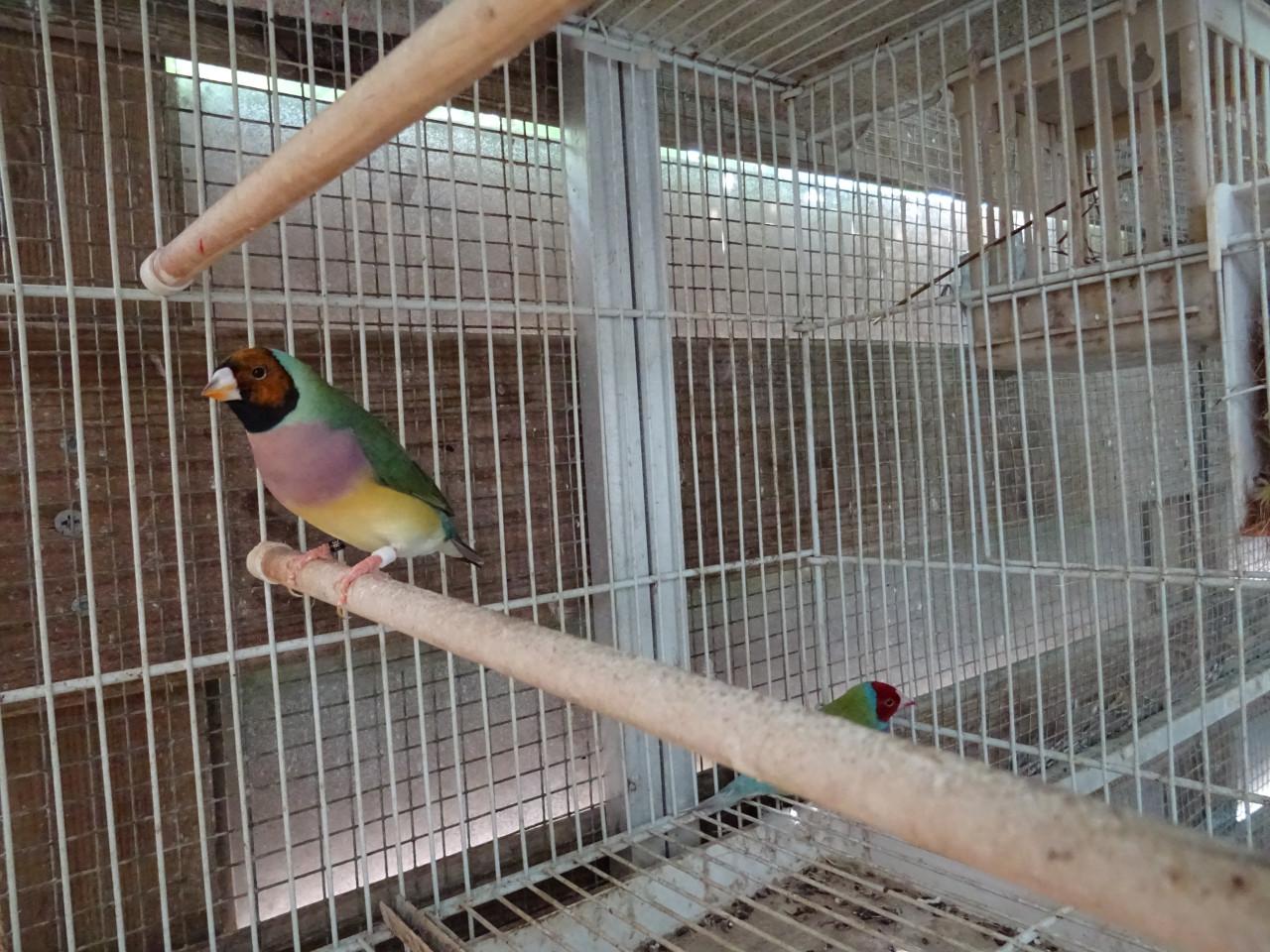 TE KOOP TWEE KOPPELS GOLDSAMEDINES BROEDRIJP GERINGD SP/BL