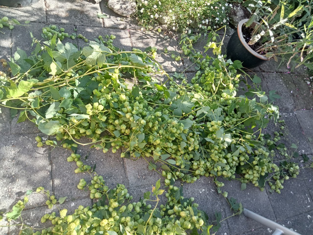 Hop, decoratie of om bier te brouwen