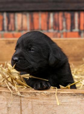 Prachtige labrador pups te koop geboren op de boerderij