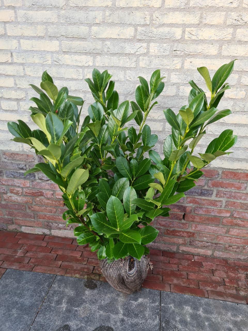 Laurier haag - Prunus Rotundifolia in meerdere hoogtes