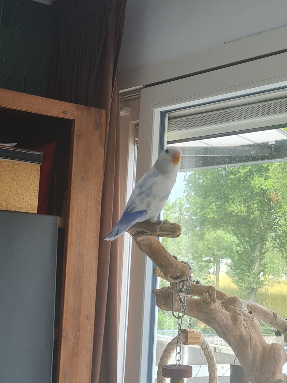 Jonge Agapornis Roseicollis te koop
