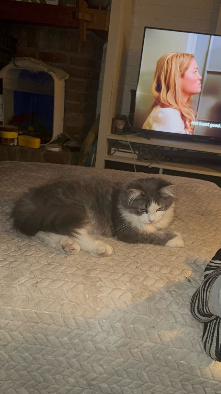 Kittens pers/maincoon