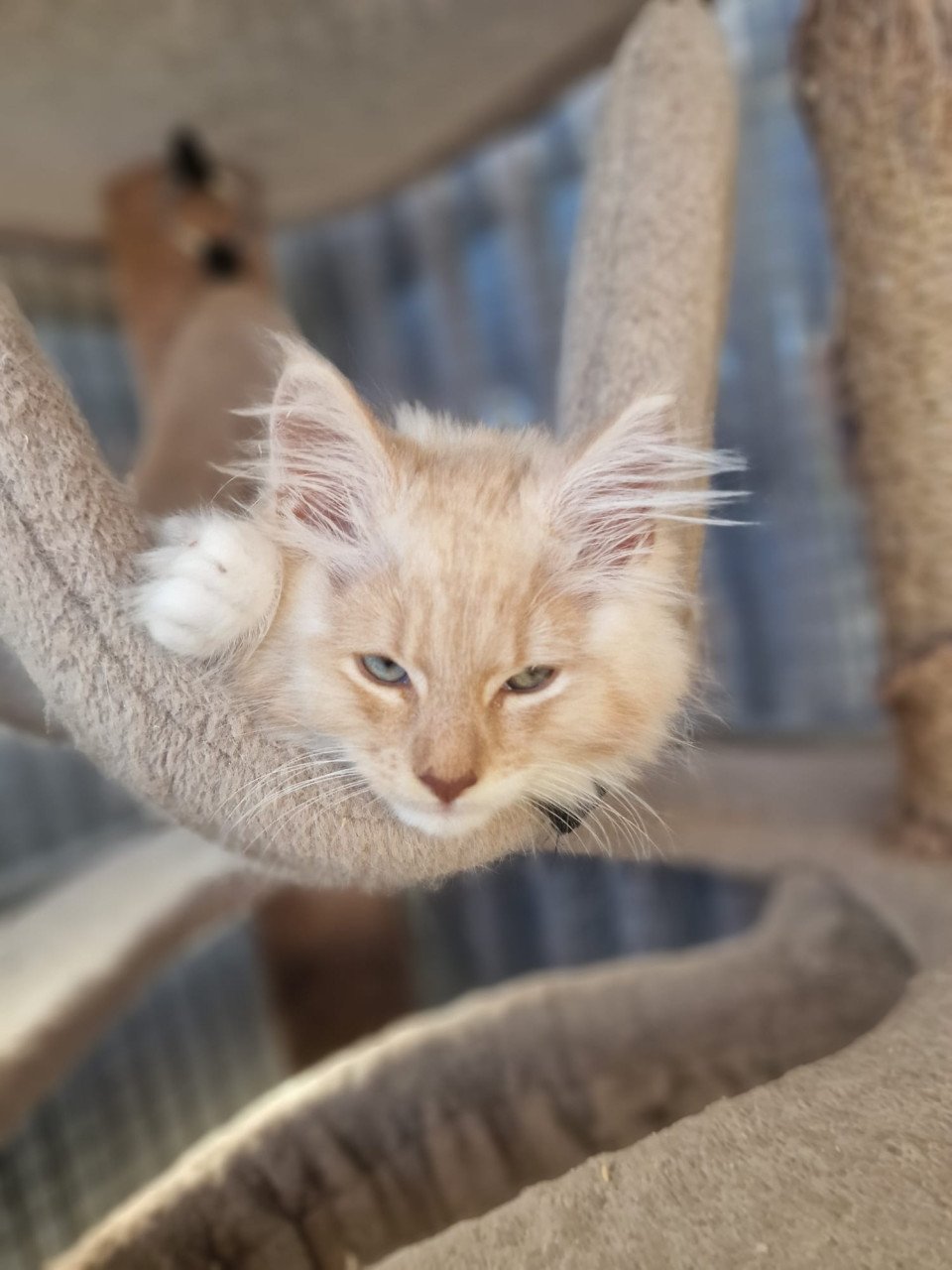 Te koop mooie lieve stoere Maine Coon katertje
