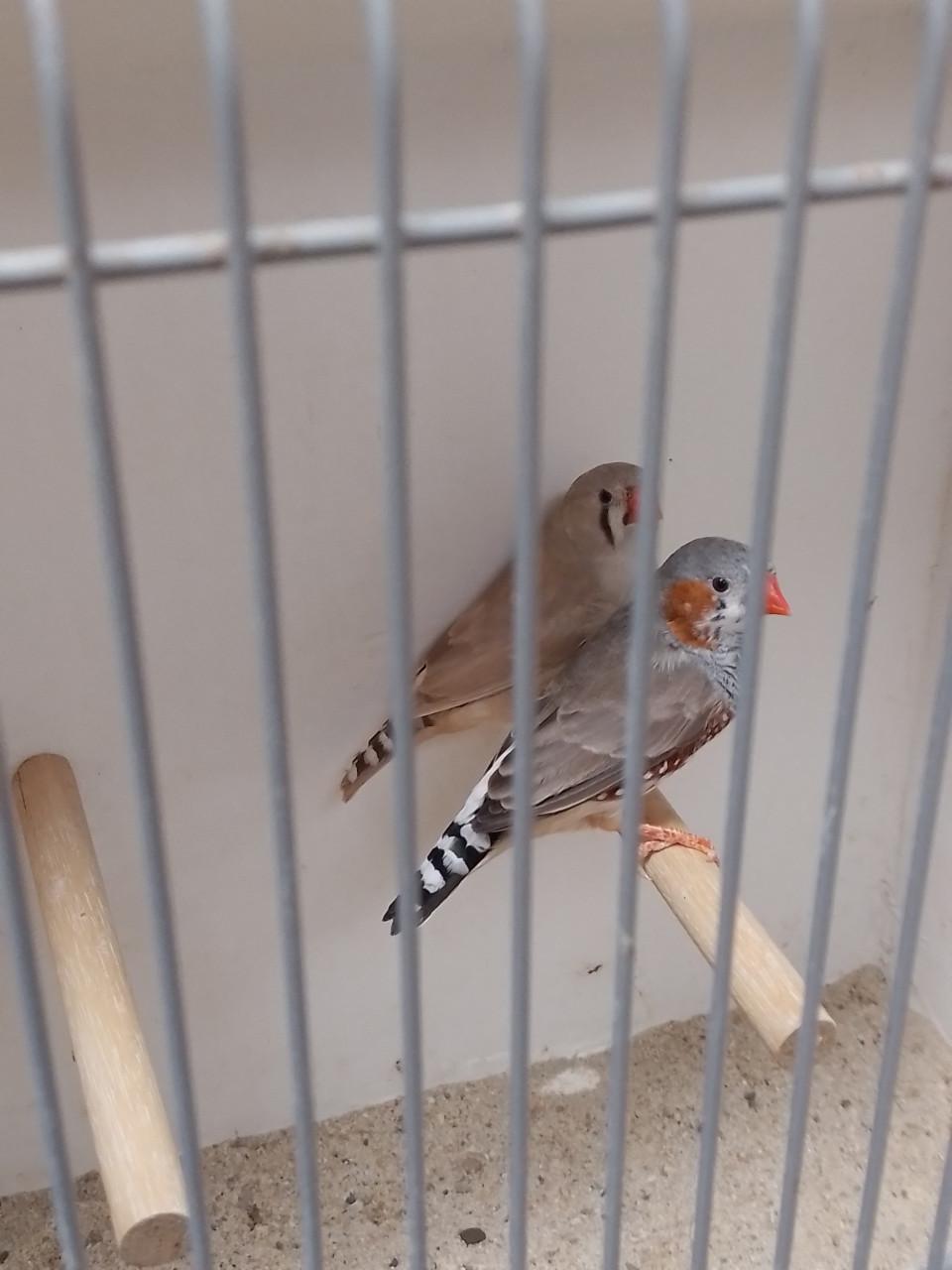 Koppeltje Zebravinken.