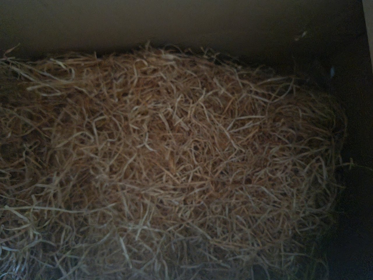 Houtwol verpakkingsmateriaal ca. 10,5kg GRATIS