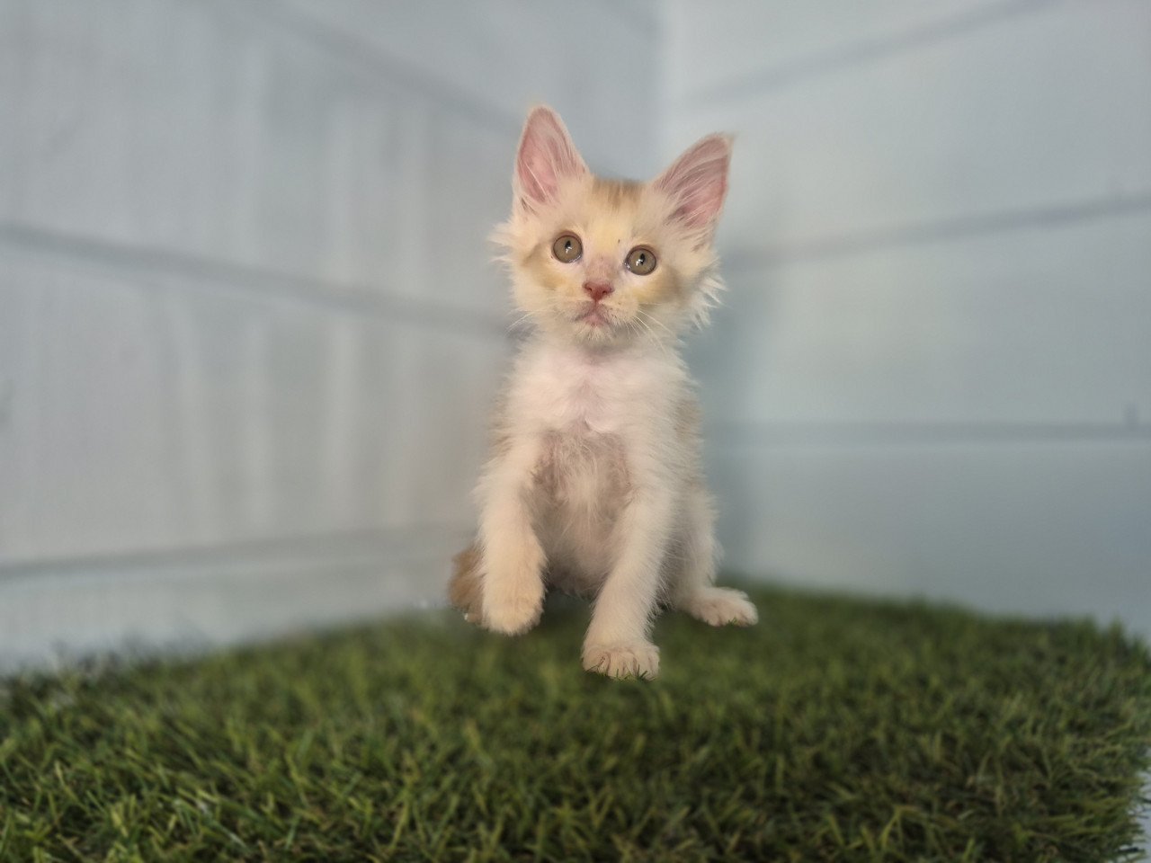 Maine coon kittens polydactyl