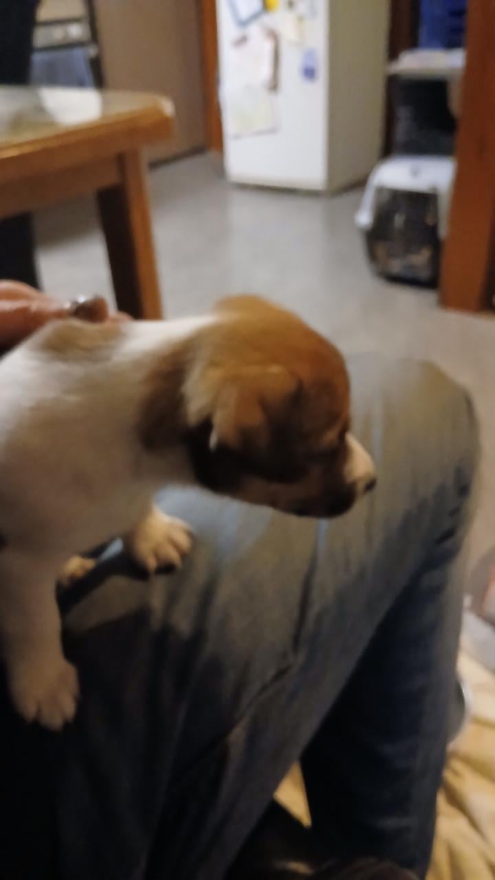 Jack Russel pups te koop