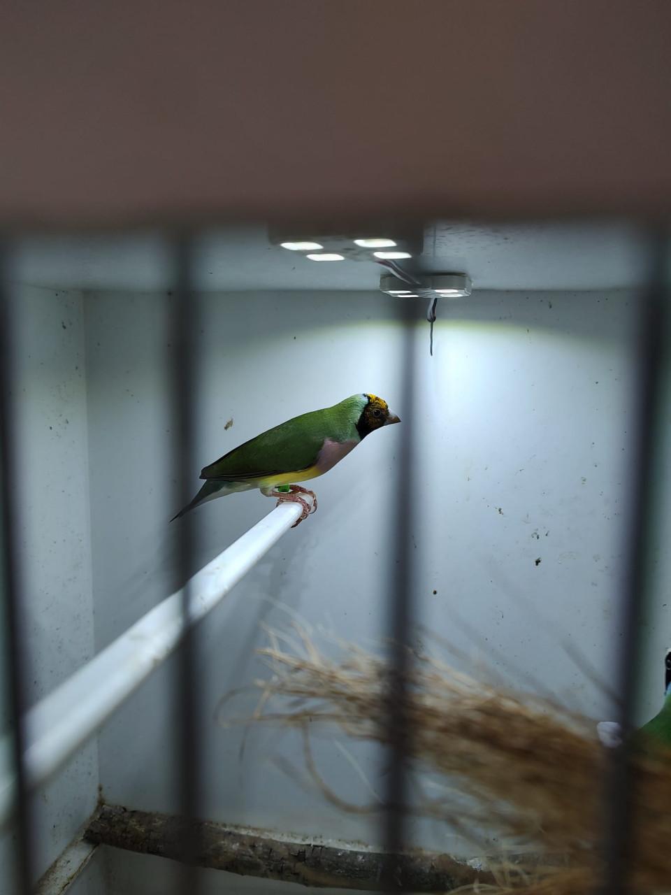 Koppel Gouldamadines