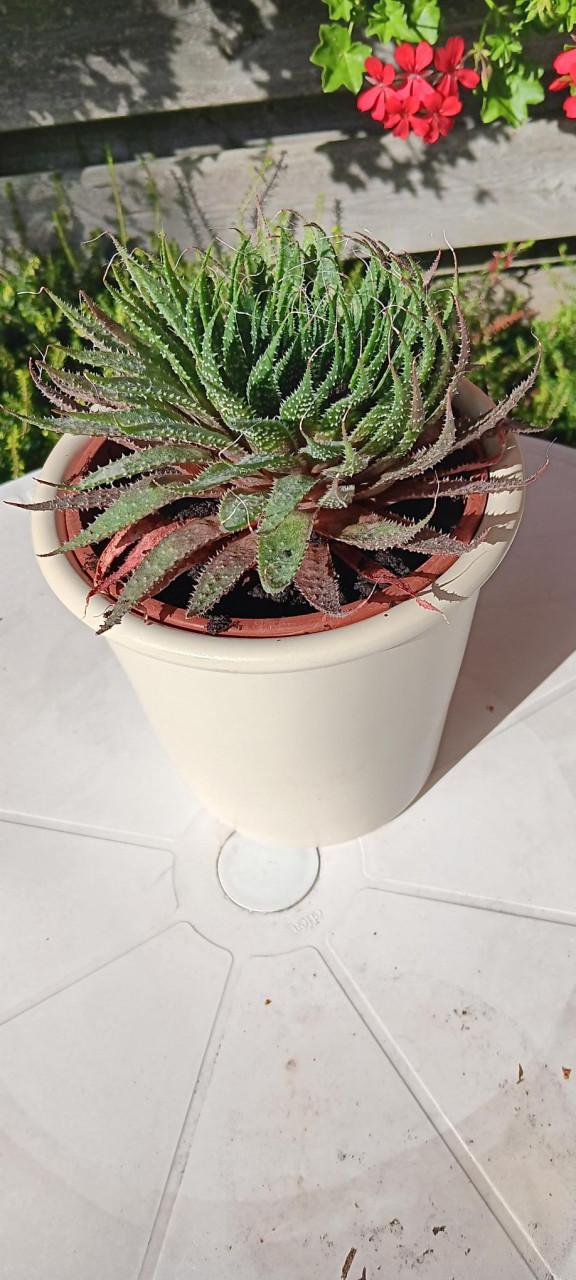 MOOIE VETPLANT (incl. bloempot)