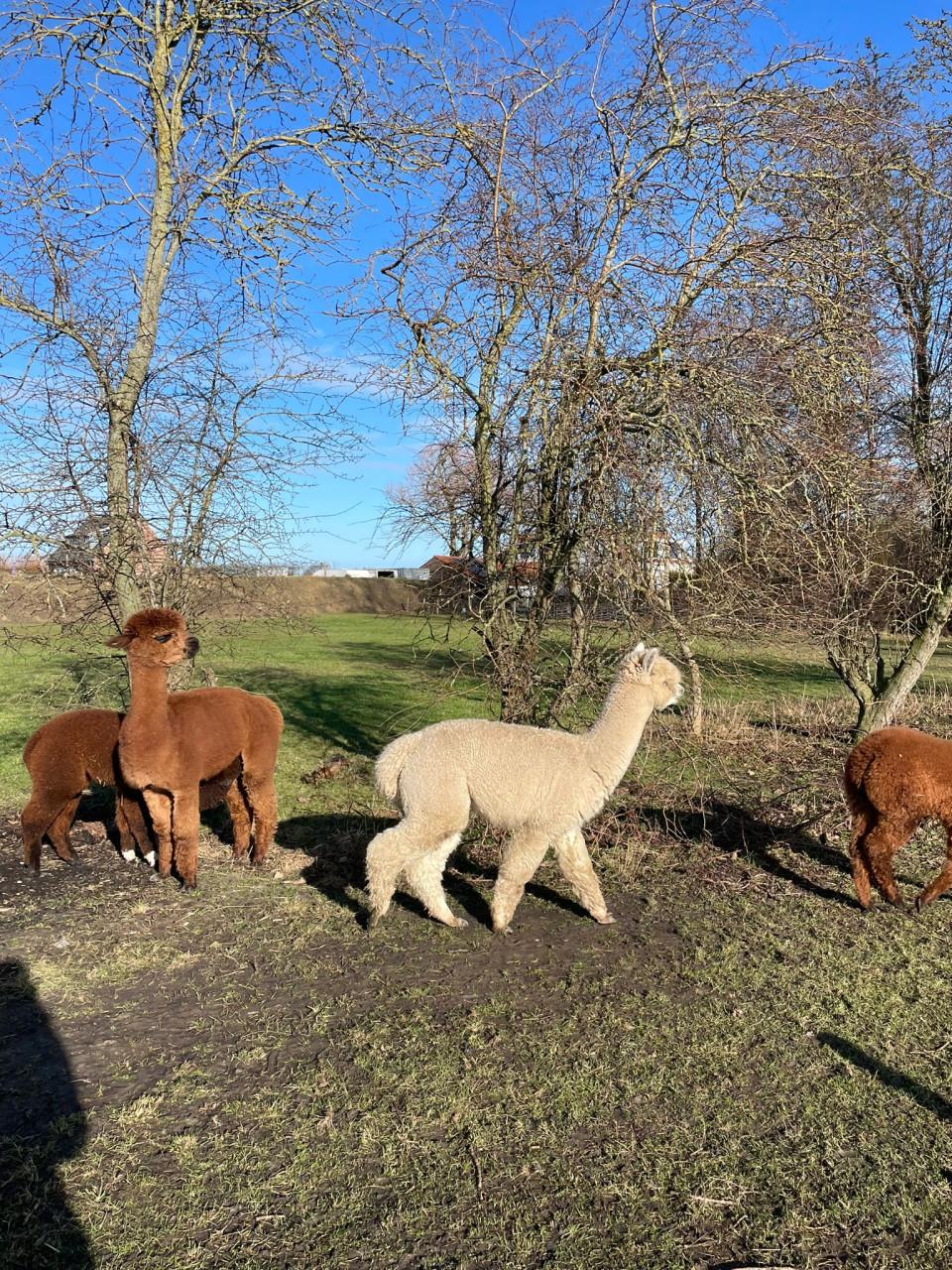 Mooie lieve alpaca ruin